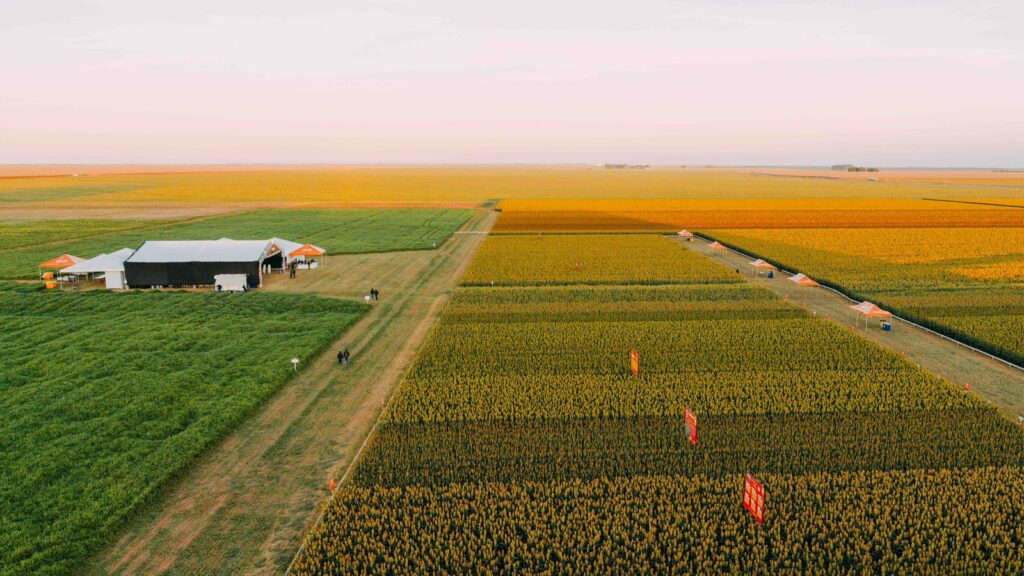 Momento Sorgo+ - Sementes Oilema