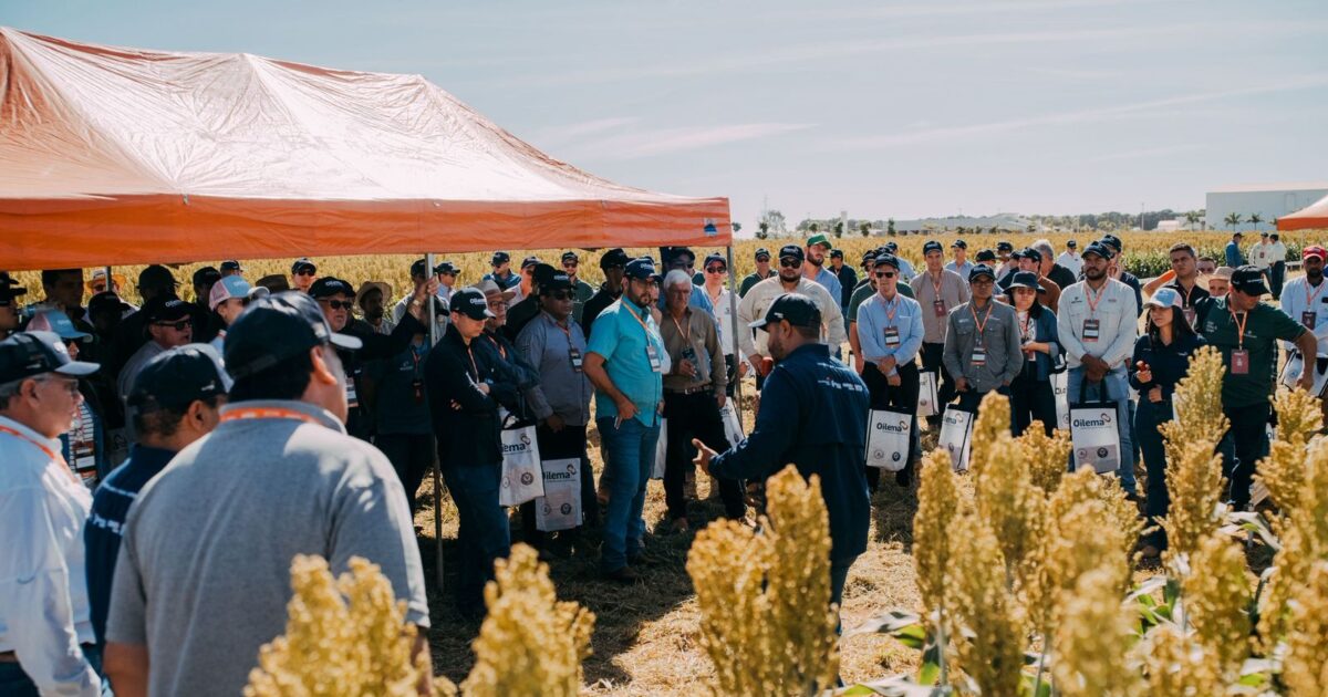 Momento Sorgo+ - Sementes Oilema