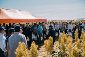 Sorgo ganha espaço no MATOPIBA como alternativa estratégica diante dos desafios climáticos