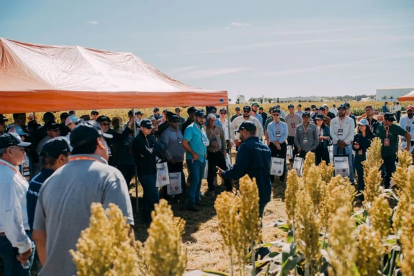 Sorgo ganha espaço no MATOPIBA como alternativa estratégica diante dos desafios climáticos