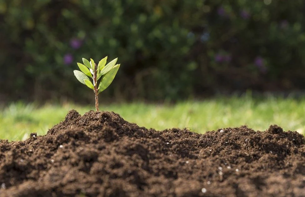 Bahia Farm Show abre caminho para o IV Simpósio Brasileiro de Solos Arenosos, que reunirá grandes nomes da ciência e do agro em setembro